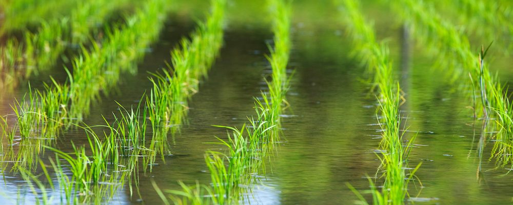 田植え後の水田